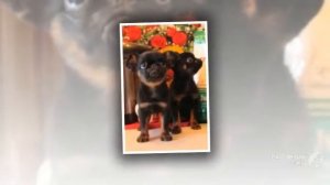 Пти брабансон порода собак