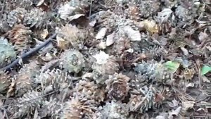 приморская кедровая шишка