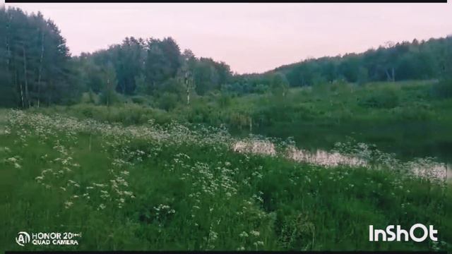 Летний закат в лесу #лес #природа #звукиприроды #июнь2023 #лето #загородом смотреть онлайн