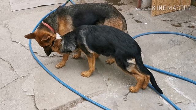 ОНИ БОЛЬШЕ НЕ С НАМИ //ЧУТЬ НЕ СЛОМАЛА ЛУНЕ НОГУ //ПОСТАВИЛИ УШИ смотреть онлайн