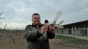 Голуби Одесский  горбоносый  Краснорябый