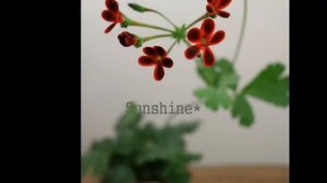 188. P.Ardens , 2017  원종 페라고늄(제라늄) 아덴,아덴스 Pelargonium