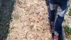 Вешенки: мульчирование почвы из отработанных блоков (mulching of the substrate blocks oyster)