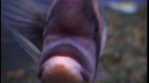 Какие виды африканских цихлид из семейства Цихловые (Cichlidae) содержат в домашнем аквариуме ?