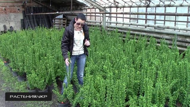 Барбарис тунберга Эректа / Барбарис посадка и уход