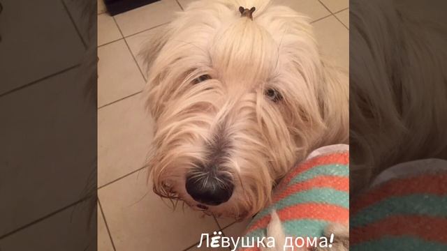 Спасенные животные: до и после. Спасибо всем неравнодушным