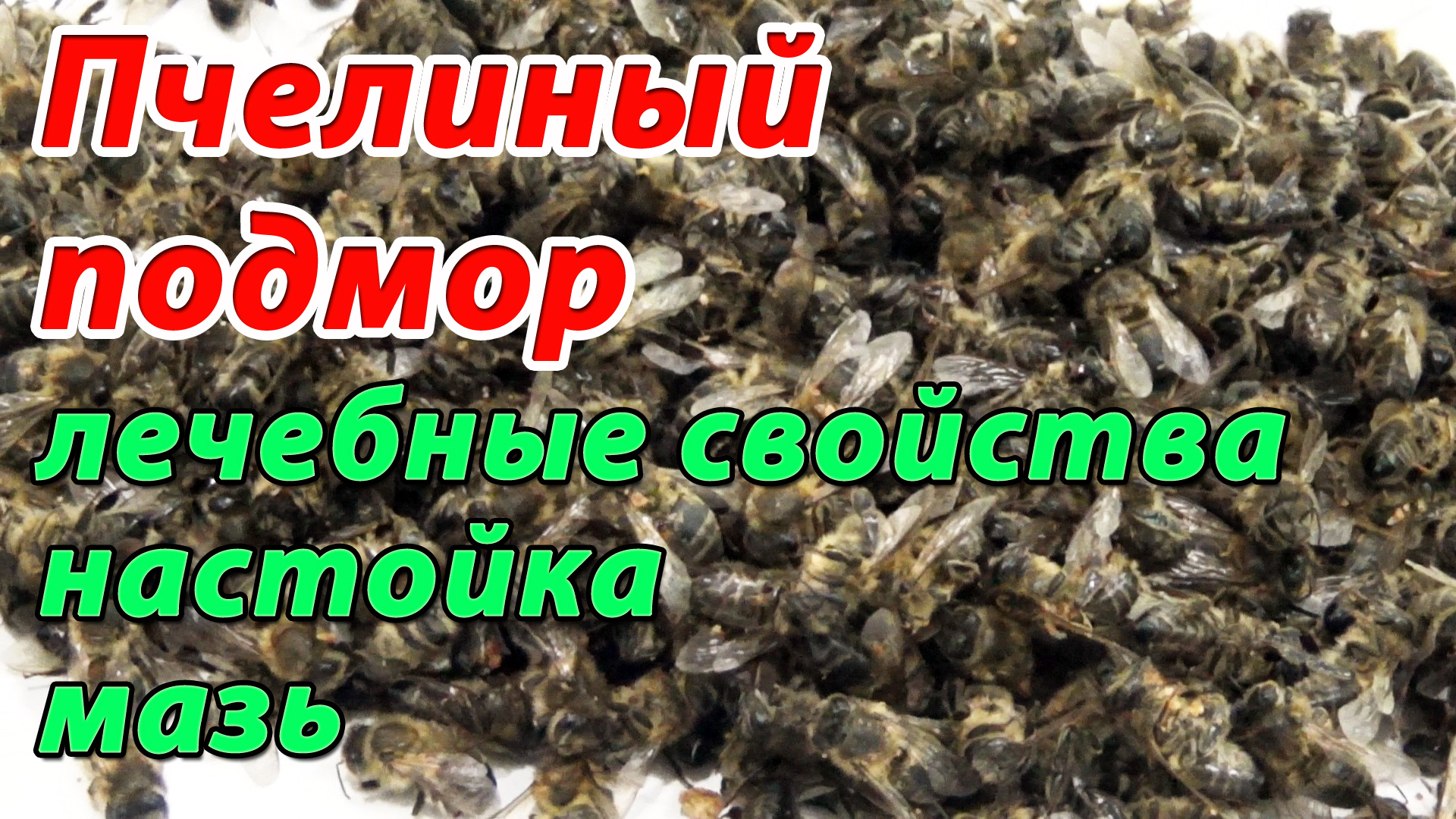 Подмор на самогоне. Пчелиный подмор настойка. Подмор пчел. Продукты пчеловодства :пчелиный подмор. Настойка пчелиный подмор пчела.