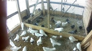 Про кольца для голубей, Андижанские голуби Короткина Максима, узбекские голуби