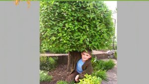 Плакучие формы деревьев от питомника "Сад Вашей Мечты"