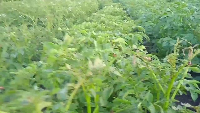 Средство "Жукоед" против колорадских жуков! Результат применения! смотреть онлайн