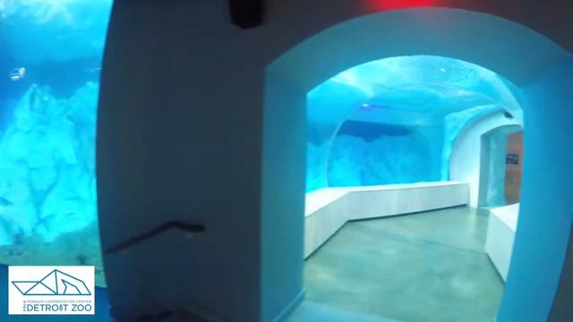 Detroit Zoo | Polk Penguin Conservation Center - Go Pro Tour смотреть онлайн