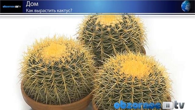 Растения. Как вырастить кактус?