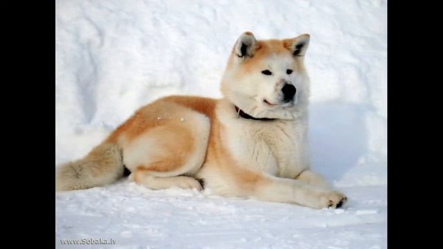 Акита ину смотреть онлайн