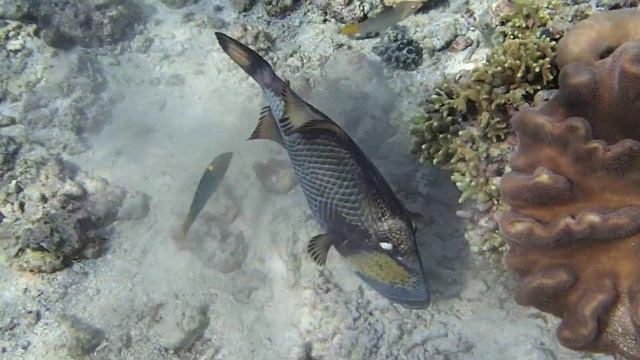 Титановый спинорог. Острова Банда смотреть онлайн
