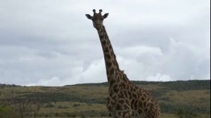 Кения Масаи Мара   Смешной жираф