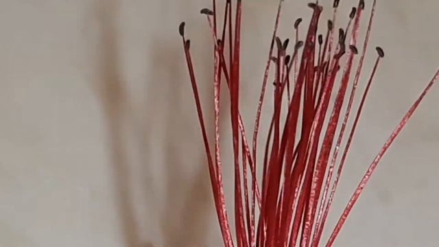 Callistemon citrinus смотреть онлайн