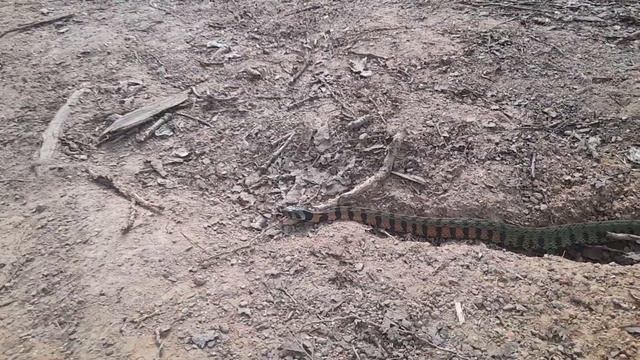 Тигровый уж. 2021г смотреть онлайн