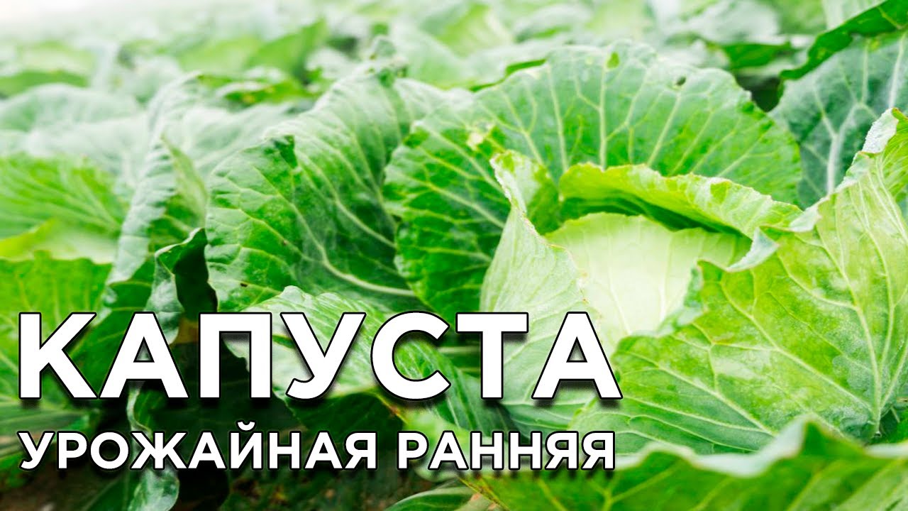 Самые урожайные сорта ранней капусты смотреть онлайн