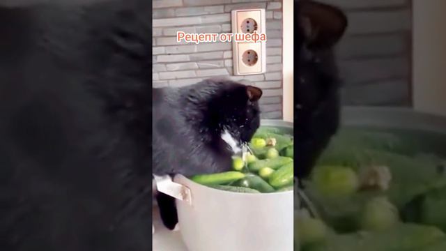 #коты #милыекошки #кошки vk}