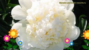 Пион молочноцветковый Бридал Айcинг. Краткий обзор, описание paeonia lactiflora Bridal Icing