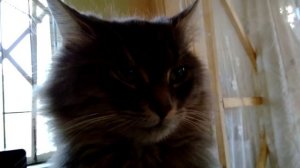 Как кушают кошки))