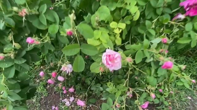 КАК Я ЗАНИМАЮСЬ ПРОПОЛКОЙ - НИКОГДА НЕ СТОЮ ВНИЗ ГОЛОВОЙ!!! БОЛОТО ЗАХВАТЫВАЕТ ОГОРОД смотреть онлайн