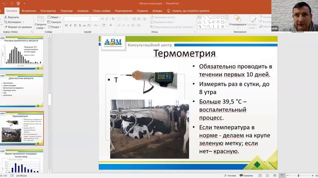 Метрит коров