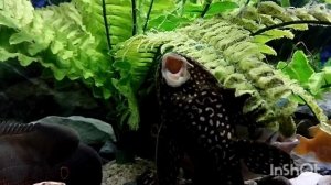 Охота астронотусов на золотую рыбку.