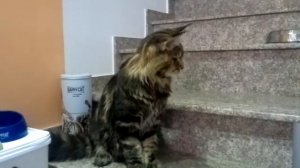 Мейн Кун Дрессировка