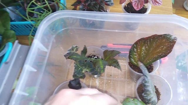 Янтарная кислота для подкормки комнатных растений .Готовлю раствор .