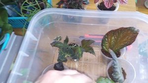 Янтарная кислота для подкормки комнатных растений .Готовлю раствор .