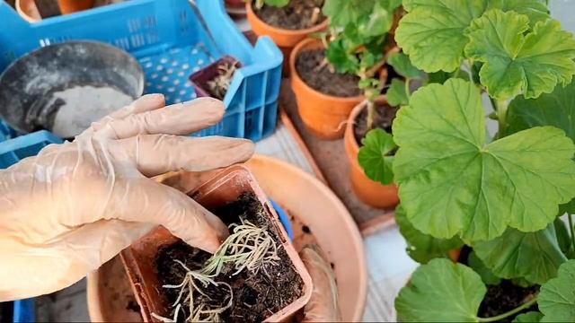 Поработаем В Теплице С Лавандой/Перевалка и черенкование и просто болтАллочка смотреть онлайн