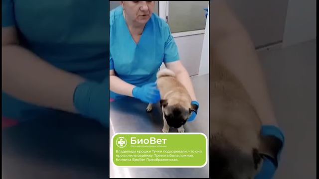 Владельцы крошки Тучки подозревали, что она проглотила серёжку. Тревога была ложная.