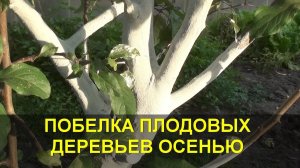 ПОБЕЛКА ДЕРЕВЬЕВ ОСЕНЬЮ / как развести побелку для деревьев