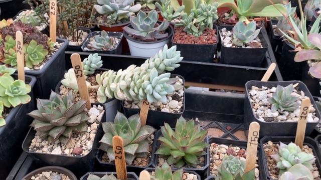 Tour Vivero suculentas y cactus venta Julio смотреть онлайн
