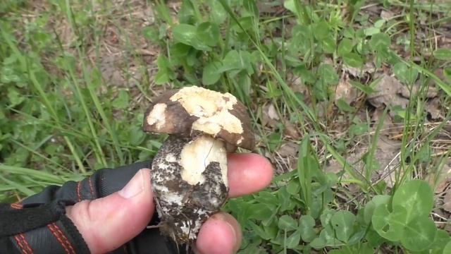 Первый подберезовик ! Май 2020. Грибы 2020 ! смотреть онлайн