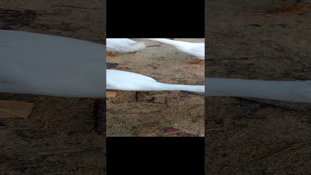 Утки, гуси. смотреть онлайн