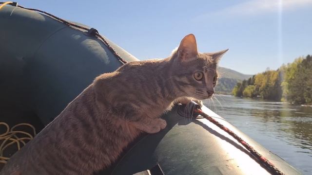 Кот и лодка смотреть онлайн