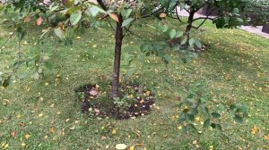 Robomow  Роботы газонокосилки. Установка и настройка. Планирование зон кошения для робота. Часть 2.