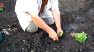 Посадка Болгарского перца в открытый грунт