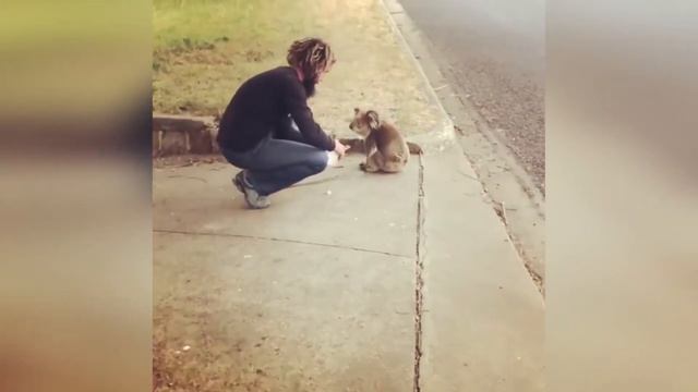 Самые невероятные встречи с дикими животными смотреть онлайн