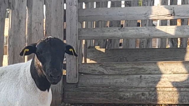 шикарный дорпер моего разведения ферма from G.E. смотреть онлайн