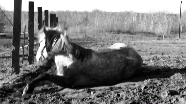 Я кличу тебе (слова - Павло Тичина, музика - Олег Кива) смотреть онлайн