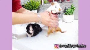 Можно ли купать морскую свинку?? Морские свинки купаются? Часть.1.