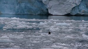 Палии И.Г. "Патриот", "Точки России"