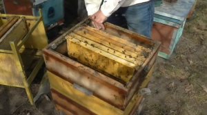 Плохая зимовка на рамку 145