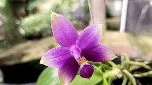 Phalaenopsis violacea var Indigo