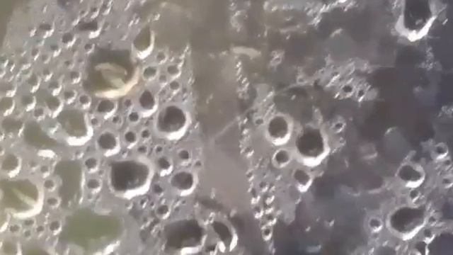 покупайте слизняков они наконец-то размножаются домашние слизняки!!!!!!!!!!!!!!!! смотреть онлайн