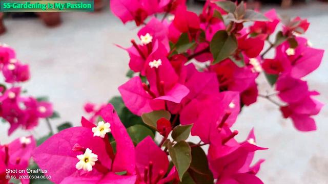 Chitra India ❤️❤#beautiful #bougainvillea #4k_video #@@ss 💐💐 смотреть онлайн