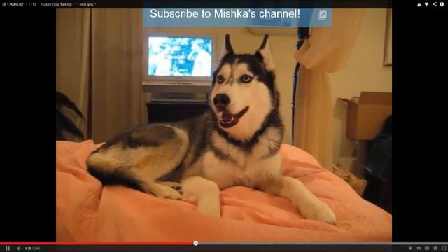 Хаски Мишка говорит i love you смотреть онлайн